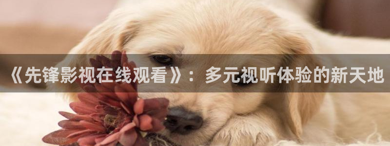 星空影院高清视频：《先锋影视在线观看》：多元视听体验的新天地